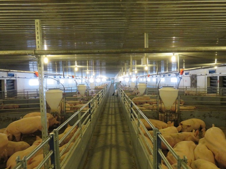 tuan-39-anh-lon-dung-luong-lon-768x576