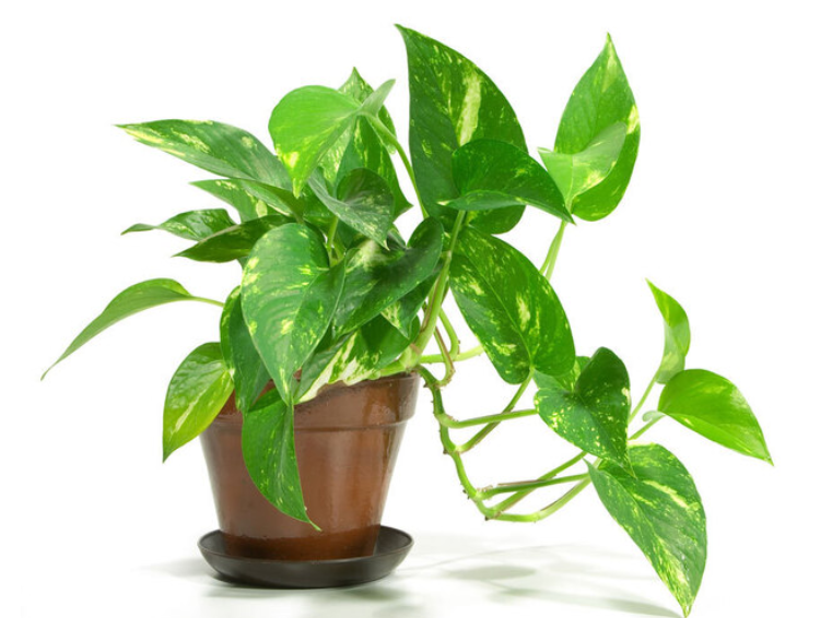 Cây trầu bà xanh giúp mang lại năng lượng tích cực và tài lộc cho người mệnh Kim.