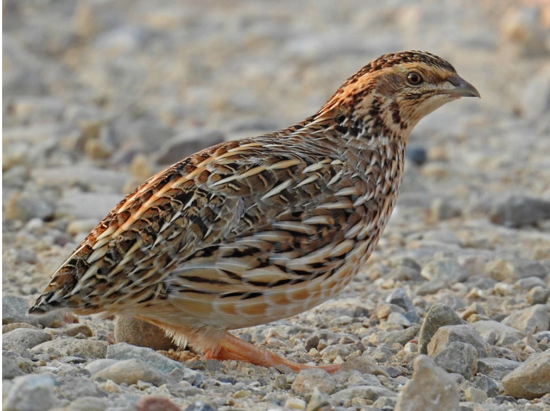 Kỹ thuật chăn nuôi chim cút đẻ
