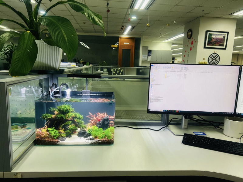 Giáp Dần nên đặt một cốc nước sạch hoặc bể cá mini trên bàn để tăng vận khí Thủy (Nguồn ảnh: Internet)