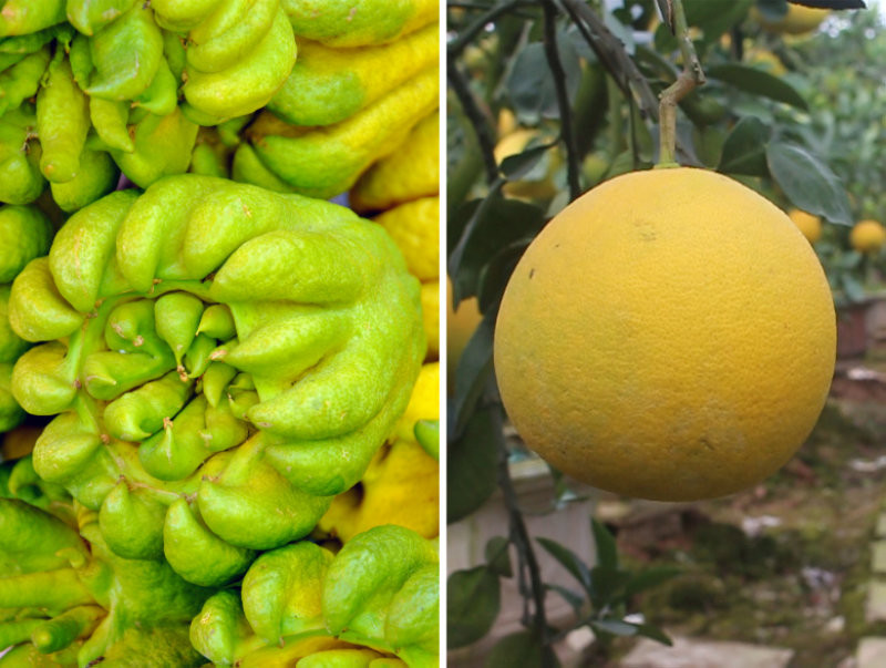 Bưởi và Phật thủ đại diện cho sự viên mãn và sự bảo bọc của thần linh. (Nguồn: Internet)