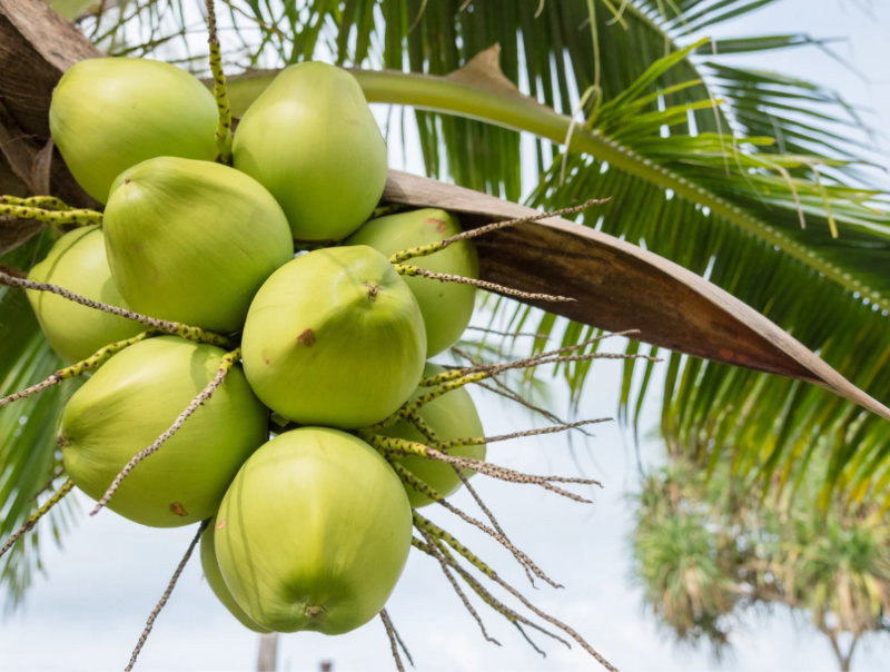 Quả dừa trong mâm cúng đại diện cho sự cân bằng và vừa đủ. (Nguồn: Internet)