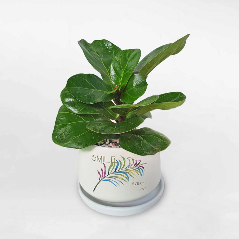 cay-phong-thuy-trong-nha-cay-bang-singapore-vung-chai-uy-tin-hop-menh-moc-hoa-22