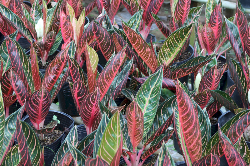 cay-phong-thuy-trong-nha-cay-bao-thanh-thien-hung-thinh-chinh-truc-hop-menh-hoa-tho-08