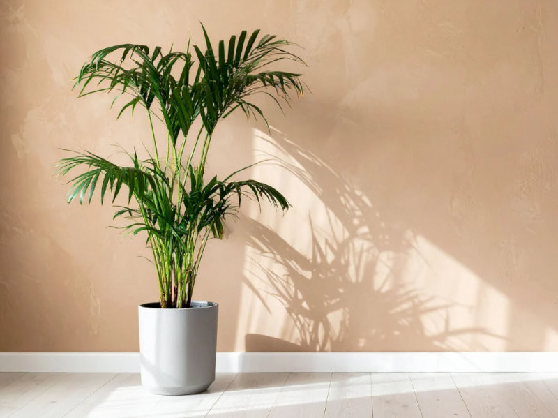 cay-phong-thuy-trong-nha-cay-cau-tieu-tram-tien-tai-van-loc-hop-menh-moc-thuy-07