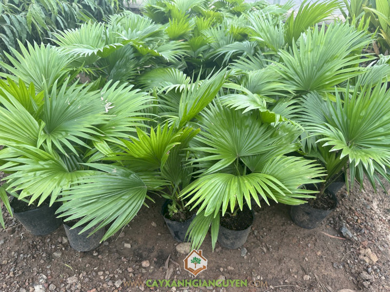 cay-phong-thuy-trong-nha-cay-co-ta-che-cho-phu-quy-hop-menh-kim-tho-31