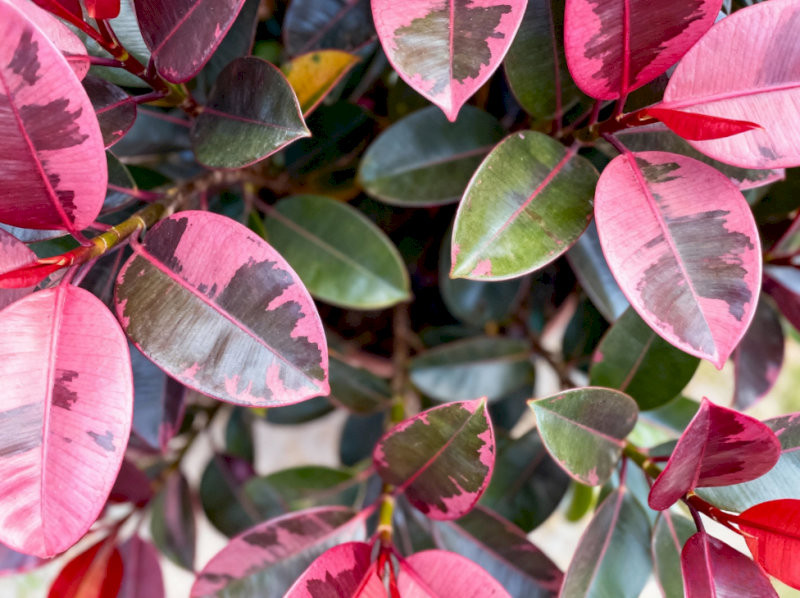 cay-phong-thuy-trong-nha-cay-da-bup-do-nghi-luc-vuon-len-hop-menh-hoa-tho-06