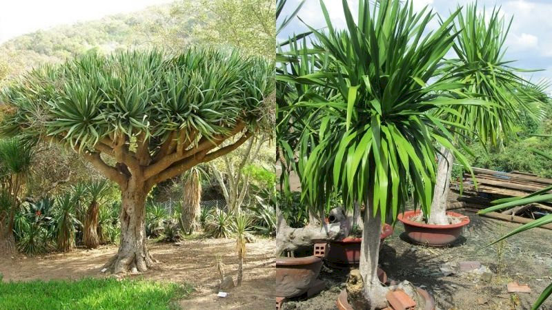 cay-phong-thuy-trong-nha-cay-dai-loc-vuong-khi-dai-cat-hop-menh-hoa-tho-05