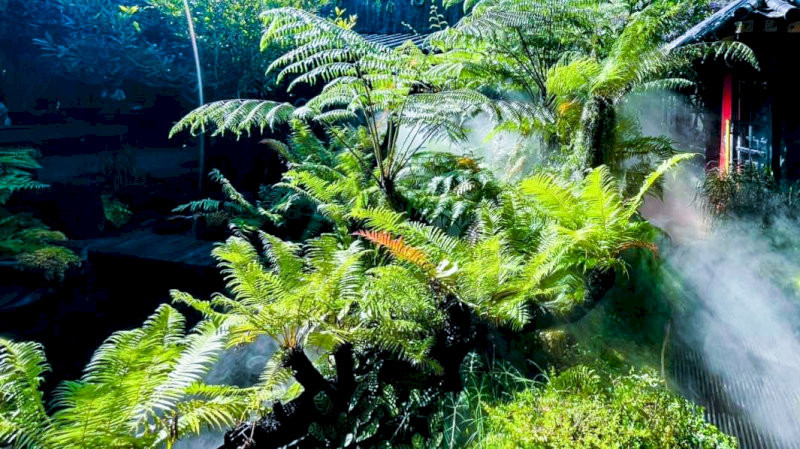 cay-phong-thuy-trong-nha-cay-duong-xi-co-dai-vung-ben-thanh-loc-hop-menh-moc-thuy-32