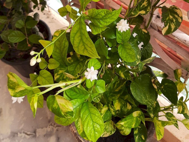 cay-phong-thuy-trong-nha-cay-hoa-nhai-lai-ta-thanh-tinh-diu-dang-hop-menh-kim-thuy-14