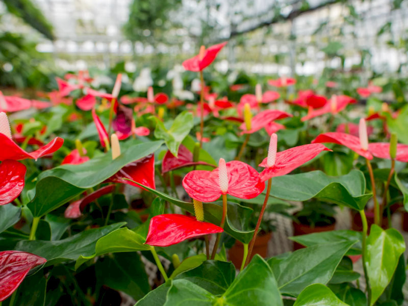 cay-phong-thuy-trong-nha-cay-hong-mon-nhiet-huyet-thanh-cong-hop-menh-hoa-tho-21