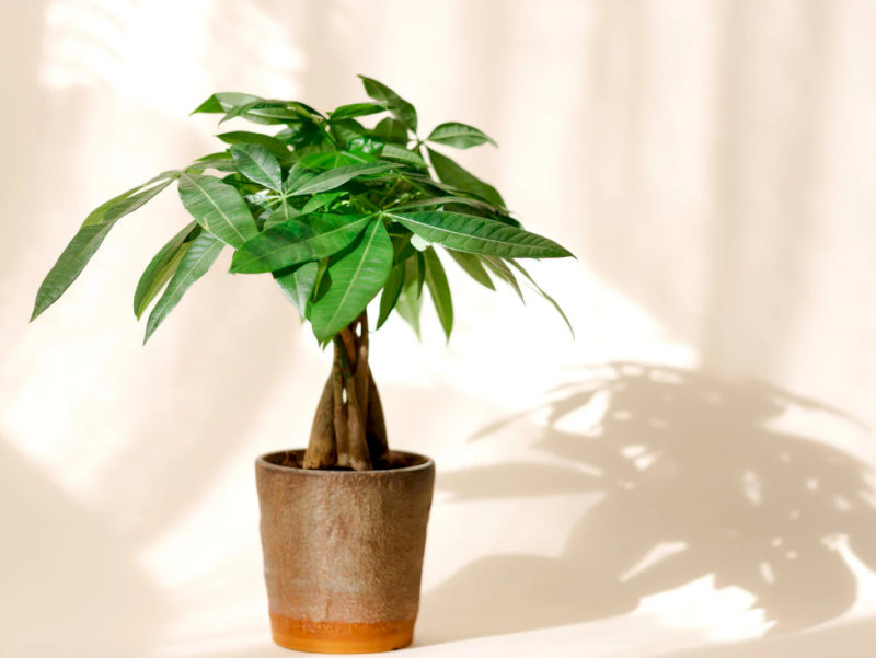 cay-phong-thuy-trong-nha-cay-kim-ngan-ngan-luong-doi-dao-hop-menh-moc-hoa-02