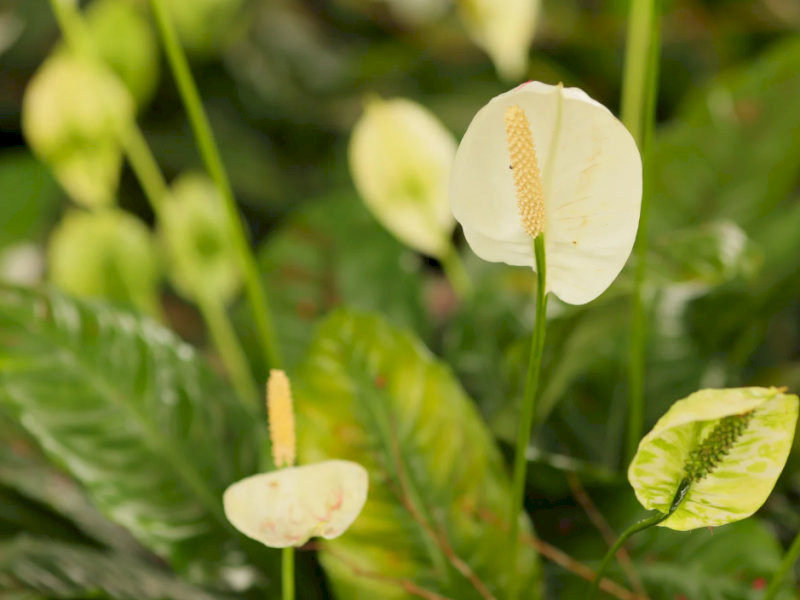 cay-phong-thuy-trong-nha-cay-lan-y-thanh-sach-hoa-binh-hop-menh-kim-thuy-26