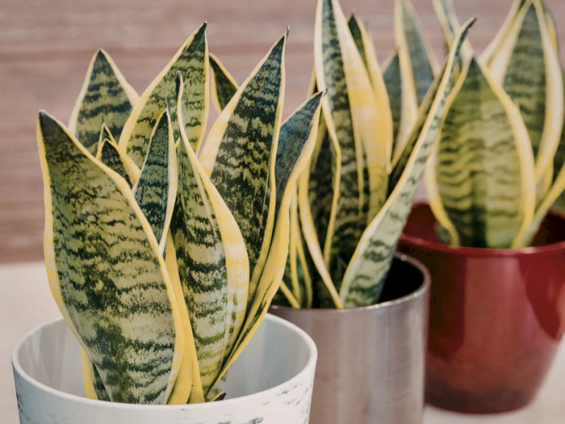 cay-phong-thuy-trong-nha-cay-luoi-ho-tru-ta-loc-doc-hop-menh-kim-tho-25