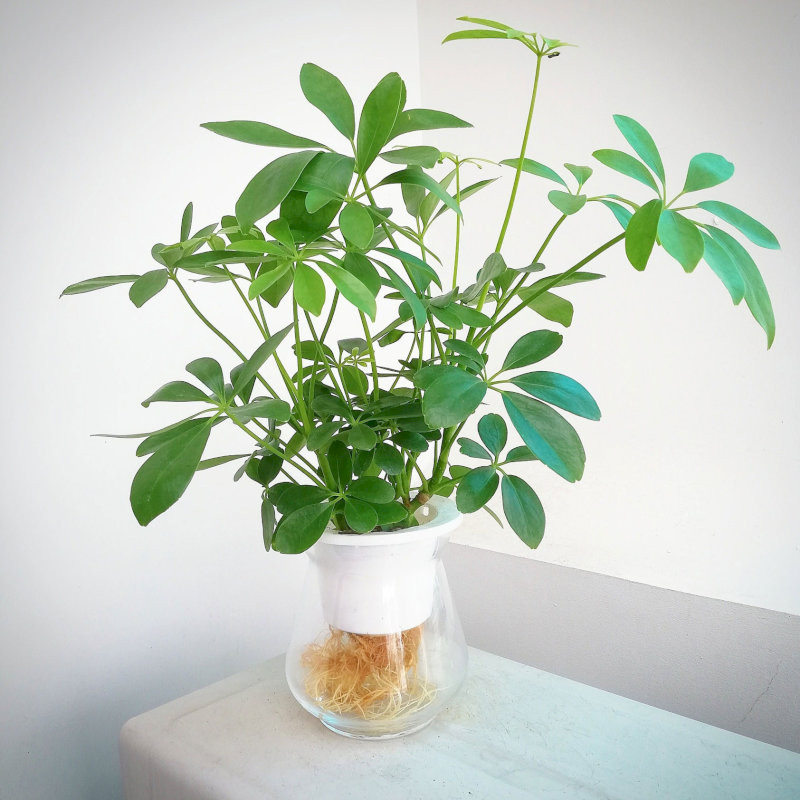 cay-phong-thuy-trong-nha-cay-ngu-gia-bi-ben-bi-duoi-muoi-hop-menh-moc-27