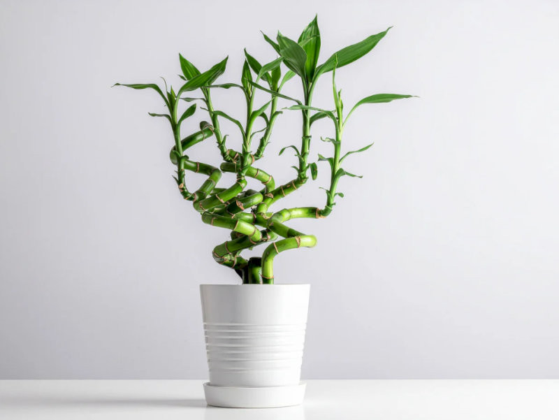 cay-phong-thuy-trong-nha-cay-phat-loc-tai-loc-hanh-thong-hop-menh-kim-thuy-03