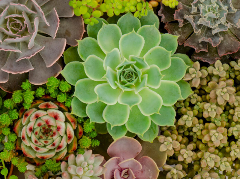 cay-phong-thuy-trong-nha-cay-sen-da-phat-ba-cho-che-an-lac-hop-menh-kim-tho-12