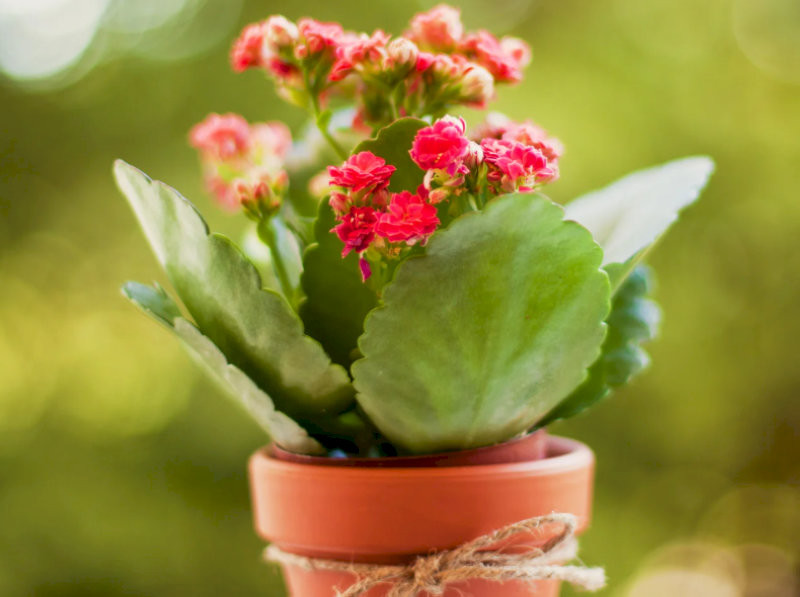 cay-phong-thuy-trong-nha-cay-song-doi-truong-tho-khoe-manh-hop-menh-tho-hoa-13