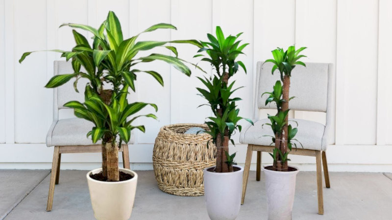 cay-phong-thuy-trong-nha-cay-thiet-moc-lan-thinh-vuong-phat-tai-hop-menh-moc-hoa-24