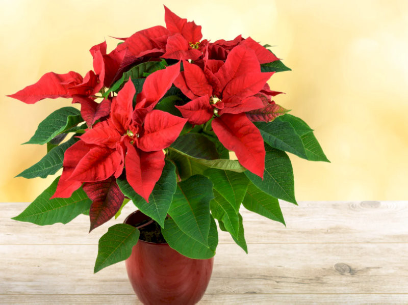 cay-phong-thuy-trong-nha-cay-trang-nguyen-binh-an-do-dat-hop-menh-hoa-tho-16