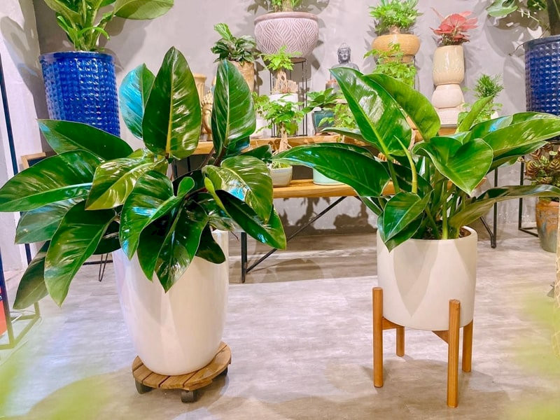 cay-phong-thuy-trong-nha-cay-trau-ba-de-vuong-quyen-uy-thang-tien-hop-menh-hoa-tho-18