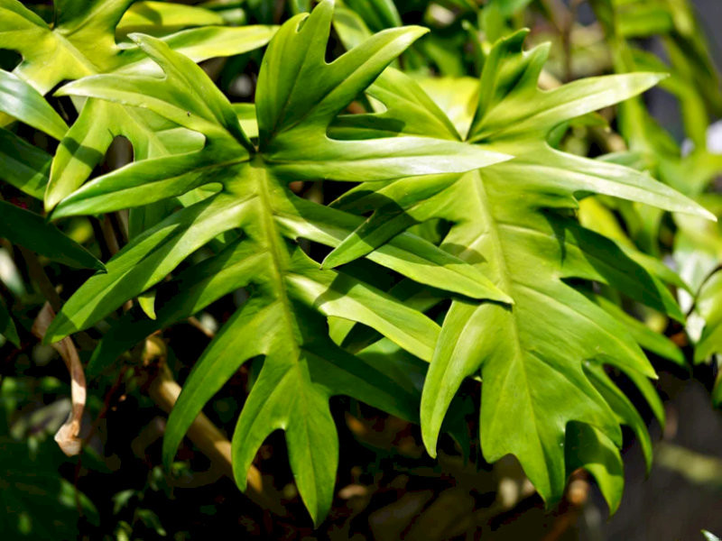 cay-phong-thuy-trong-nha-cay-trau-ba-thanh-xuan-thanh-loc-tre-trung-hop-menh-moc-thuy-30