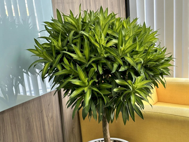 cay-phong-thuy-trong-nha-cay-truc-bach-hop-van-su-tot-lanh-hop-menh-moc-thuy-23