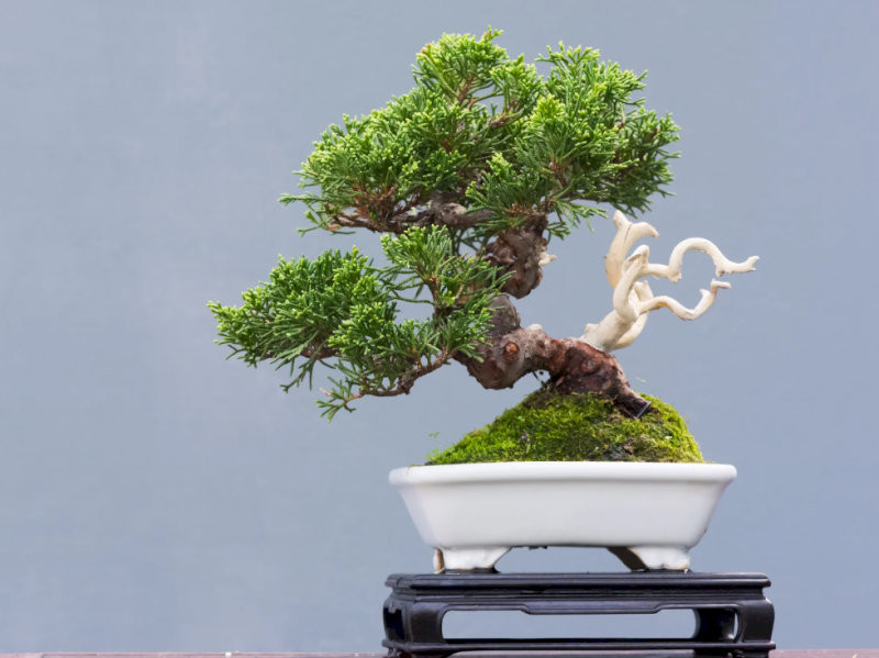 cay-phong-thuy-trong-nha-cay-tung-bong-lai-quy-nhan-phu-tro-hop-menh-kim-thuy-04