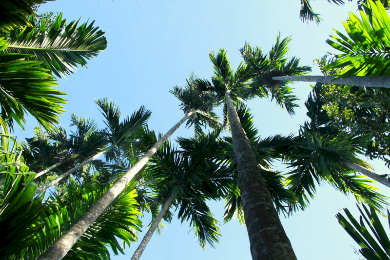 Dáng đứng hiên ngang của Cau Vua giúp khẳng định vị thế và uy quyền của gia chủ. (Nguồn: Internet)