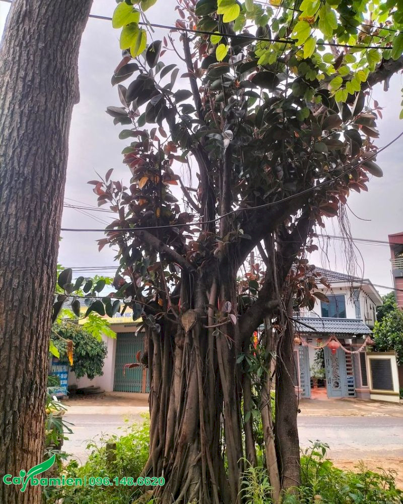 Đa Búp Đỏ tượng trưng cho nghị lực và giúp lọc sạch bụi mịn hiệu quả. (Nguồn: Internet)