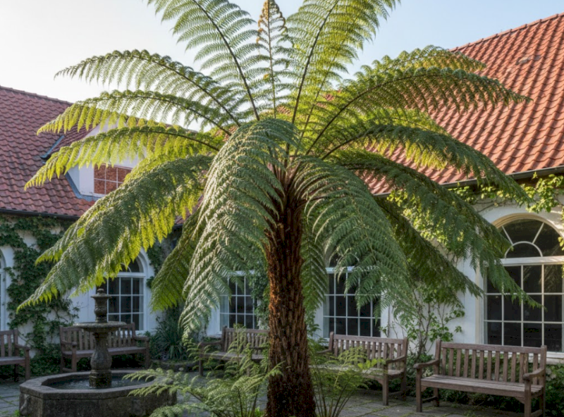 Dương Xỉ Cổ Đại có khả năng hấp thụ bức xạ và chất độc cực tốt. (Nguồn: Internet)