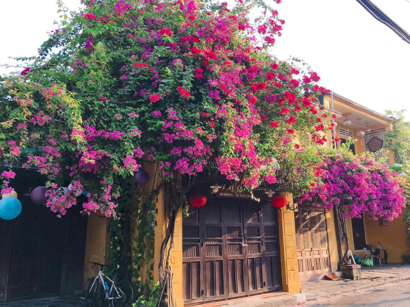 Hoa Giấy rực rỡ giúp ngăn chặn xung khí và mang lại cảm hứng sáng tạo. (Nguồn: Internet)