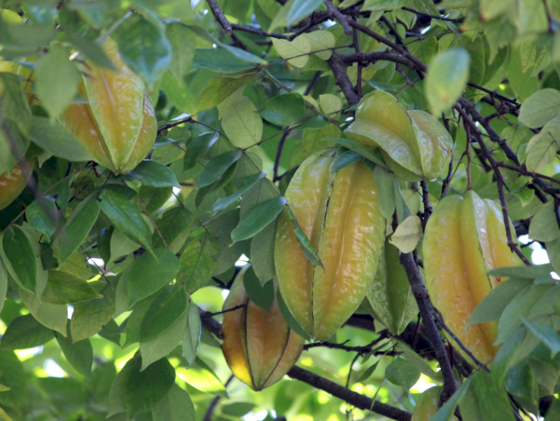 Cây Khế trĩu quả vàng mọng tượng trưng cho sự tích lũy tài sản và ấm no. (Nguồn: Internet)