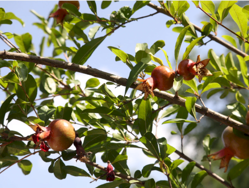 Sắc đỏ của hoa và quả Lựu mang lại năng lượng hưng thịnh và gia đạo êm ấm. (Nguồn: Internet)