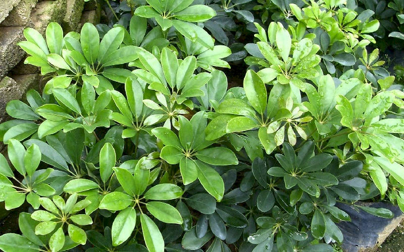 Ngũ Gia Bì không chỉ thanh lọc không khí mà còn giúp gắn kết các thành viên trong nhà. (Nguồn: Internet)