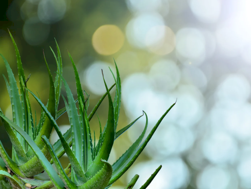 Nha Đam vừa giúp thải độc vừa là thước đo mức độ trong lành của không khí. (Nguồn: Internet)