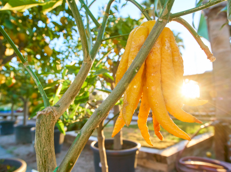 Quả Phật Thủ hình bàn tay Phật che chở, mang lại sự bình an tuyệt đối. (Nguồn: Internet)