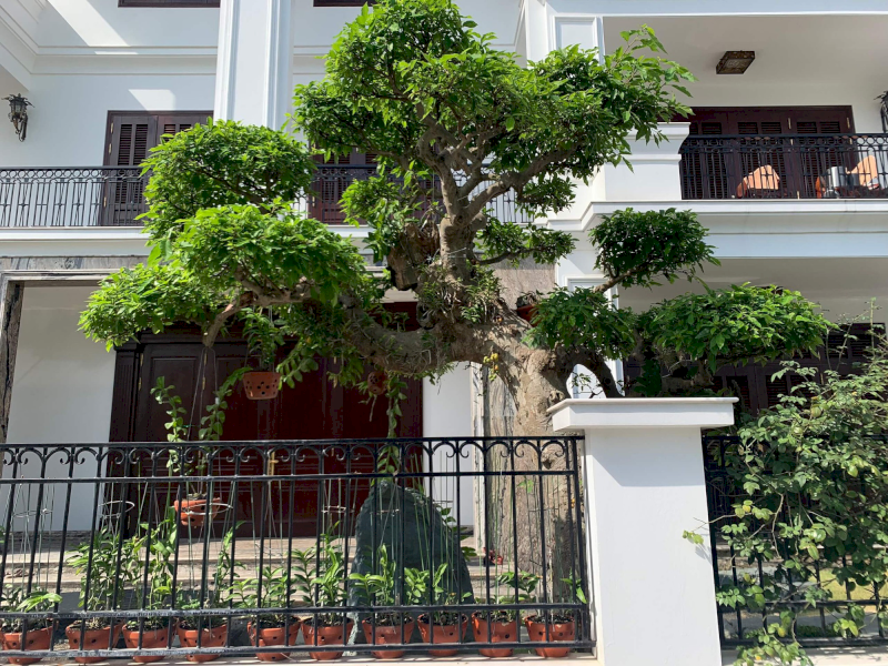 Cây Sung với các chùm quả khít nhau biểu tượng cho sự viên mãn, gắn kết gia đình. (Nguồn: Internet)