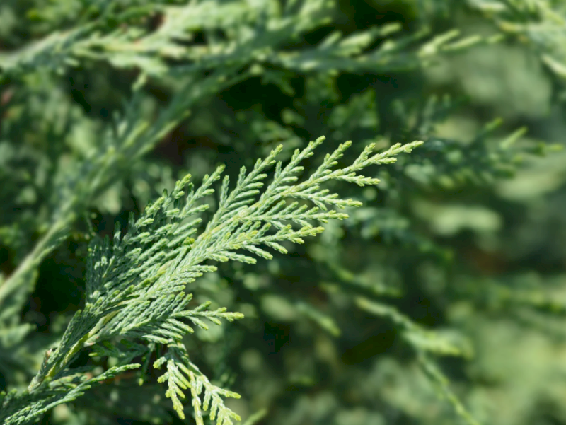 Trắc Bách Diệp tượng trưng cho sự kiên cường và củng cố uy tín trong làm ăn. (Nguồn: Internet)