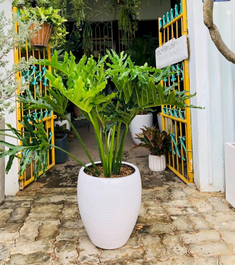 Trầu Bà Thanh Xuân mang lại hơi thở tươi trẻ và bảo vệ hệ hô hấp của cả gia đình. (Nguồn: Internet)