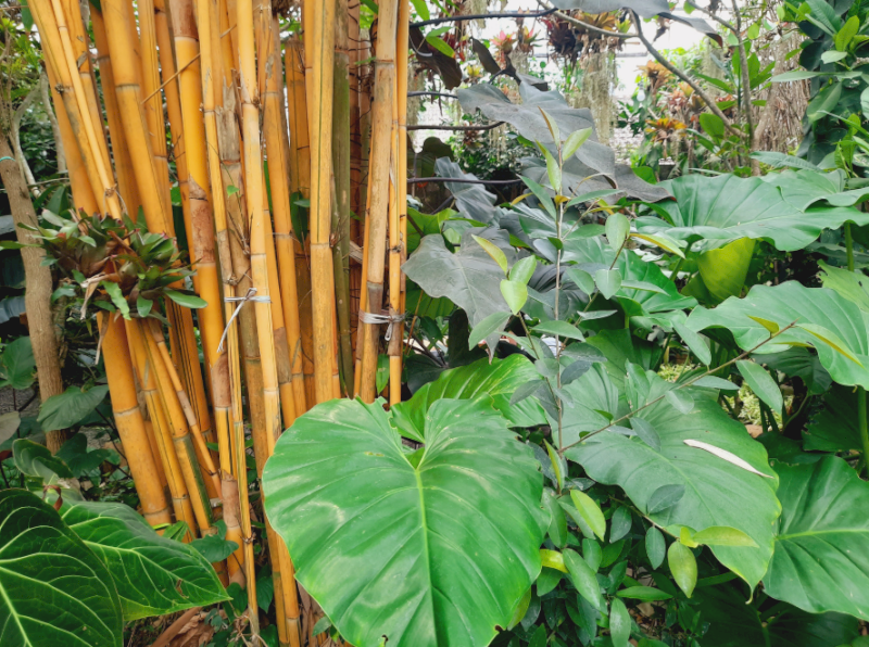 Tre Vàng óng ả mang lại năng lượng giàu sang và bảo vệ danh tiếng cho gia đình. (Nguồn: Internet)