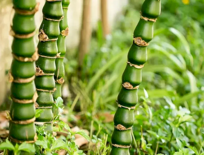 Thân cây Trúc Quan Âm độc đáo mang ý nghĩa bảo hộ và an lạc cho gia đình. (Nguồn: Internet)