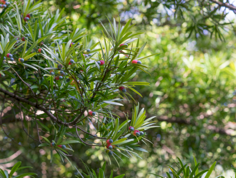 Tùng La Hán với dáng vẻ uy nghi, giúp trấn trạch và mang lại sự trường thọ. (Nguồn: Internet)