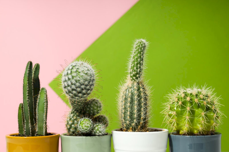 loai-cay-khong-nen-trong-truoc-nha-1-1-cay-xuong-rong-va-cay-co-gai-nhon-de-tao-sat-khi-02