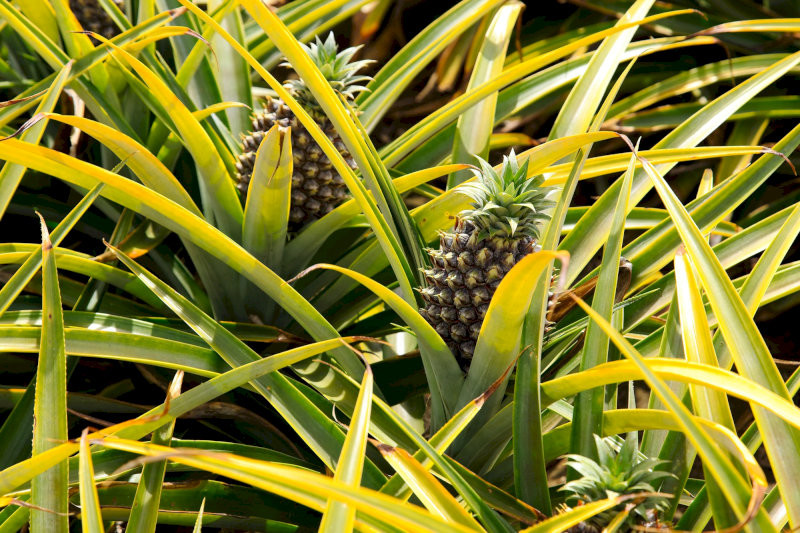 loai-cay-khong-nen-trong-truoc-nha-1-7-cay-dua-dai-la-nhon-bi-cho-la-tao-sat-khi-de-bat-hoa-08