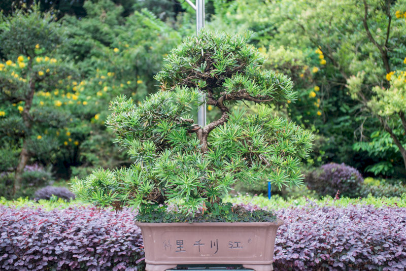 loai-cay-khong-nen-trong-truoc-nha-2-goi-y-cac-loai-cay-nen-trong-truoc-nha-10