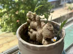 Cách trồng gừng phong thủy thu hút tài lộc & hóa giải vận xui