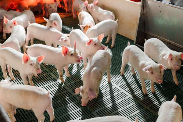 Lac Thuy GGP Farm Leads in Pig Farming Efficiency for Two Consecutive Years